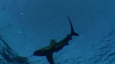 Oceanic White-Tip Shark Toward The Camera Stock Footage 286786071