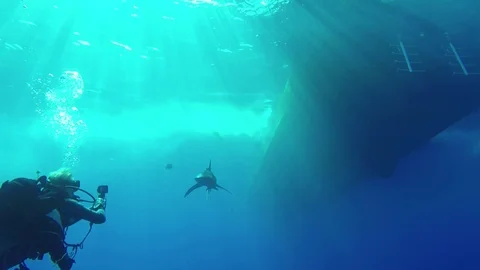 Oceanic White Tip Shark trying to bite the fins of a female scuba diver Stock Footage 123855844