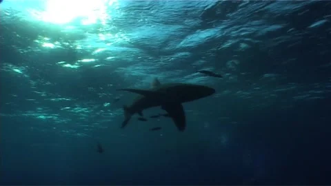 Oceanic White Tip Shark Underwater Journey Stock Footage 292750065