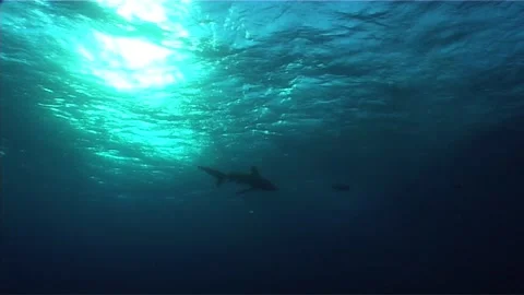 Oceanic White Tip Shark, Wide Shot Stock Footage 292749241
