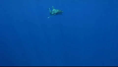 OCEANIC WHITE TIP SHARKS - BAHAMAS 動画素材 5846321