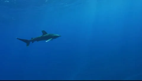 OCEANIC WHITE TIP SHARKS - BAHAMAS 動画素材 5846509