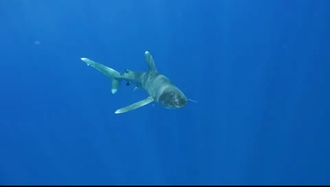 OCEANIC WHITE TIP SHARKS - BAHAMAS 動画素材 5846795