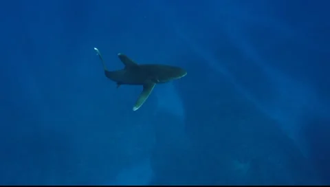 OCEANIC WHITE TIP SHARKS - BAHAMAS Stock-Footage 5847985