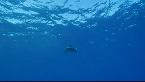 OCEANIC WHITE TIP SHARKS - BAHAMAS 動画素材 5848024