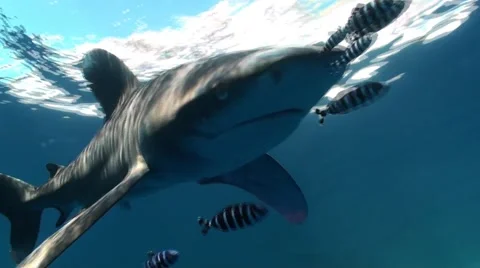 Oceanic Whitetip Reef Shark passing by Vídeo Stock 59753166