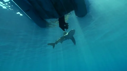 Oceanic whitetip shark checking out a zodiac Stock Footage 59753125