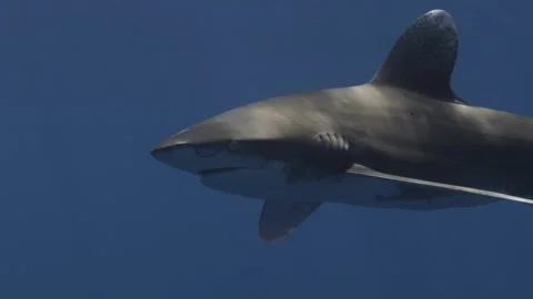 An Oceanic Whitetip Shark Close up Stock Footage 297119459