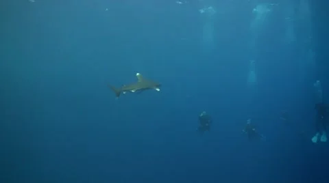 Oceanic Whitetip shark with divers Vídeo Stock 59753138