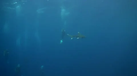 Oceanic Whitetip shark Vídeo Stock 59753123