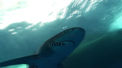 Oceanic Whitetip shark Vídeo Stock 59753134