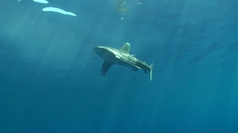 Oceanic Whitetip Shark Stock Footage 59753136