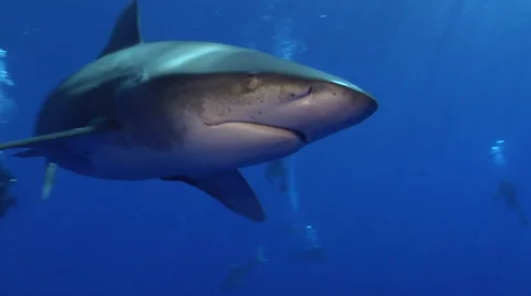 Oceanic Whitetip Shark Stock Footage 65497842