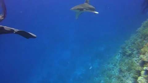 Oceanic Whitetip Shark 库存影片 133179684
