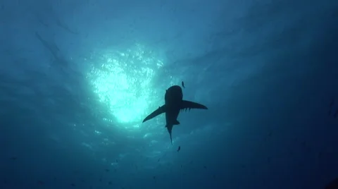 An Oceanic whitetip shark (longimanus) approaches silhouetted, Red Sea, Egypt Vídeo Stock 57828152