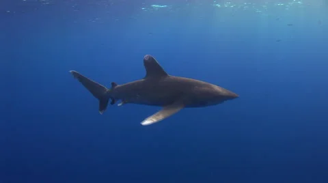 An Oceanic whitetip shark (longimanus) approaches from clear blue water and s Stock Footage