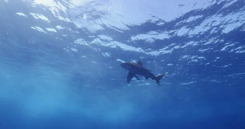 Oceanic whitetip shark accompanied by pilotfish - Stock Image