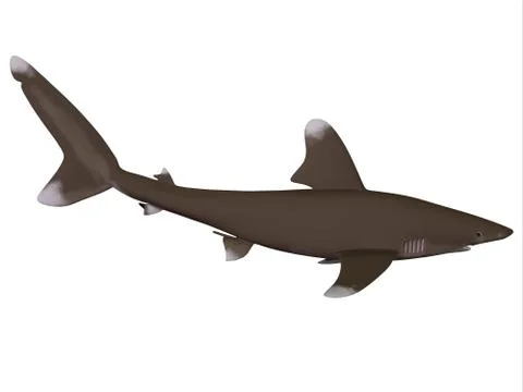 Oceanic Whitetip Shark Profile Stock Illustration