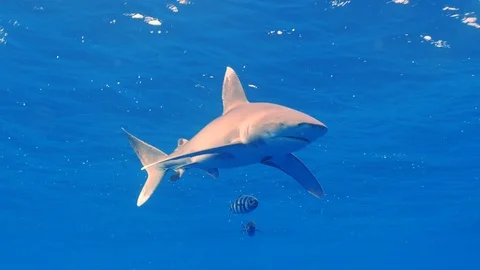 Oceanic whitetip shark with two pilot fishes swimming close the surface Stock-Footage 126932274