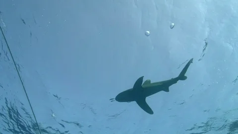 Oceanic whitetip shark under the boat at the end of dive Video stock 78723448