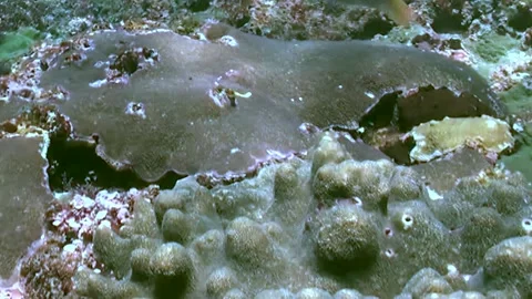 Oceanic Wonders Vibrant Fish Dance Through a Living Coral Realm Stock Footage 332200940