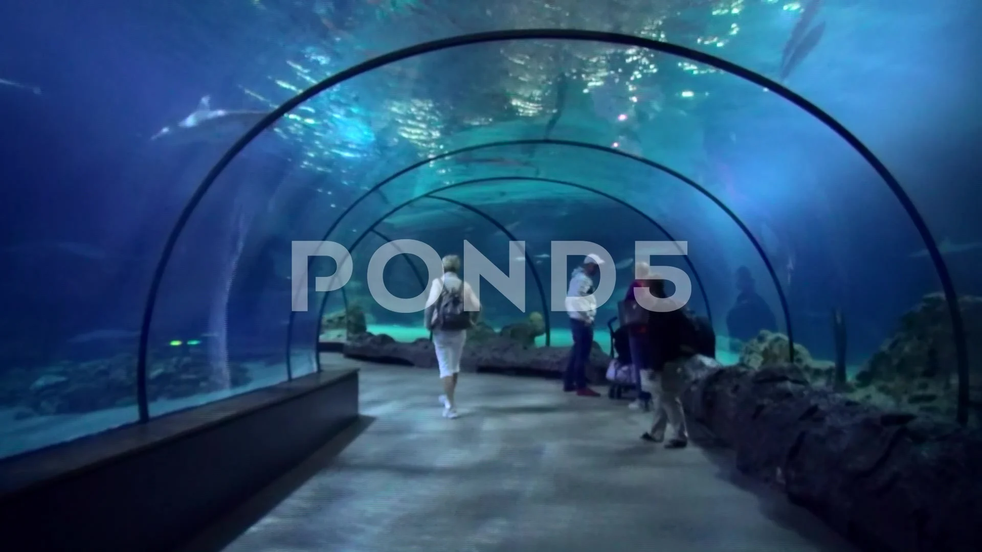 oceanie aquarium in zoo blijdorp in rotterdam holland footage