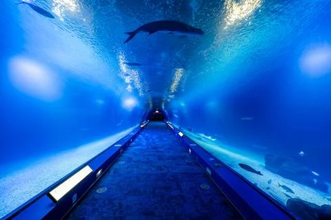 Oceanographic is an aquarium and a functioning research station. Valencia, .. Stock Photos