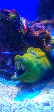 The Oceanographic Museum of Monaco Stock Photos
