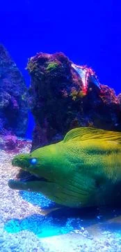 The Oceanographic Museum of Monaco Stock Photos