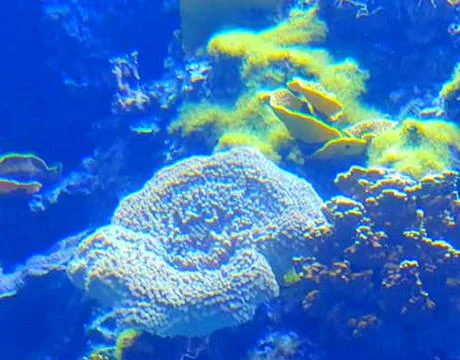 The Oceanographic Museum of Monaco Stock Photos