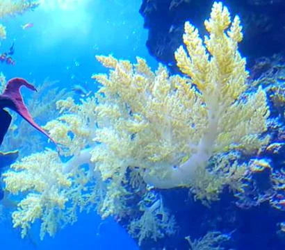 The Oceanographic Museum of Monaco Stock Photos