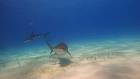 Ocean's Apex Predator Stock Footage 314441065