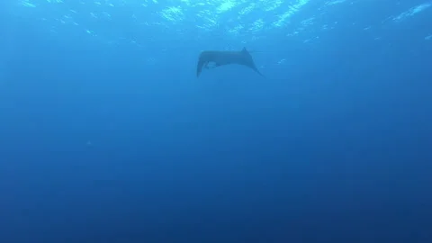 Ocean's Ballet Elegant Manta Gracefully Glides Below Surface Video stock 327014341
