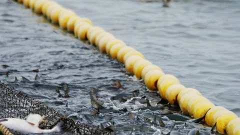 Ocean's bounty captured caught fish in nets signal successful haul Professionals Stock Footage 263540320