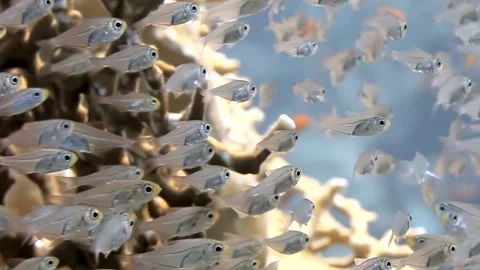 Ocean's Delicate Pulse a Shimmering Fish Ballet Video stock 340588229