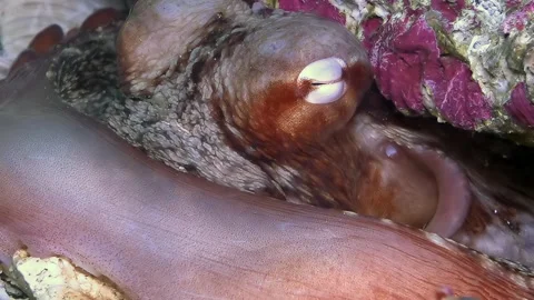 Ocean's Embrace Reveals Cryptic Octopus in Sea of Japan Stock-Footage 337497692