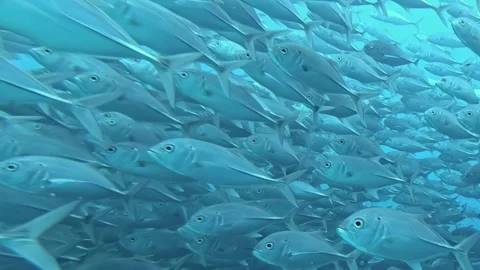 Ocean's Silver Dance Tuna Fish in Indian Ocean Stock Footage 340456956