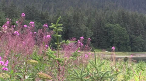 Oceanside cabin, Southeastern Alaska Stock Footage 28668944