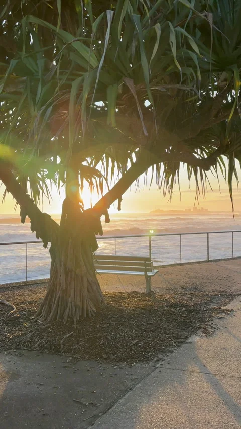 Oceanside Pandanus in Foreground with Sunrise Background Vidéo 301652129