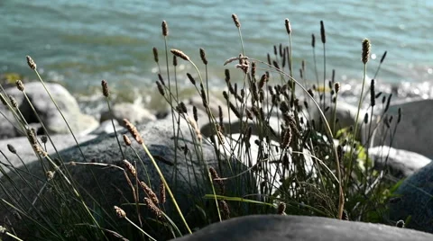 Oceanside plants Video stock 68213676