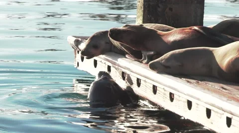 Oceanside Sea Lions Stock Footage 65196698