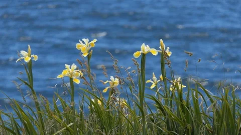 OceanSideFlowers Stock Footage 91235814
