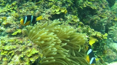 The ocellaris clownfish also known as Nemo Stock Footage 76046902