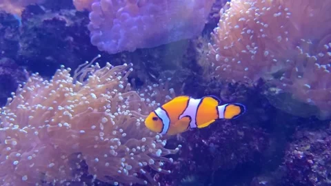 Ocellaris clownfish and its host anemone at coral reef. Stock Footage 306863371