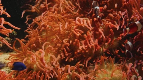 Ocellaris Clownfish Swimming in a Bubble Tip Anemone at Vancouver Aquarium Stock Footage 320083744