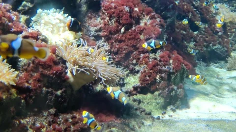Ocellaris clownfishFish  Stock Footage 245324326