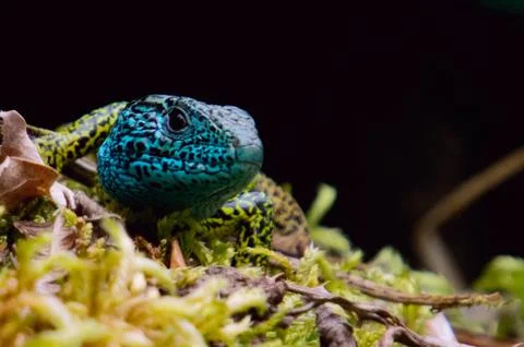 Ocellate lizard (Timon lepidus) Foto stock