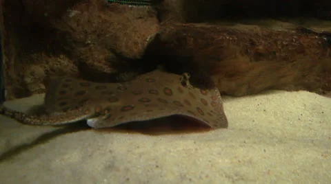 Ocellate river stingray 02 Stock Footage 25871741