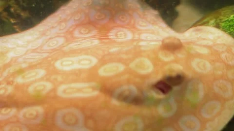 Ocellate river stingray (Potamotrygon ocellata) in an aquarium environment. Stock Footage 341349358
