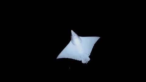 Ocellated eagle ray - Aetobatus ocellatus swim in the night (Low-angle shot) Stock Footage 88240128